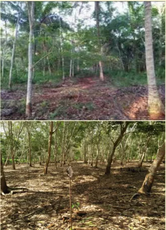 Gambar 3. Plot percontohan agroforestry kebun karet  dengan pohon penghasil kayu 