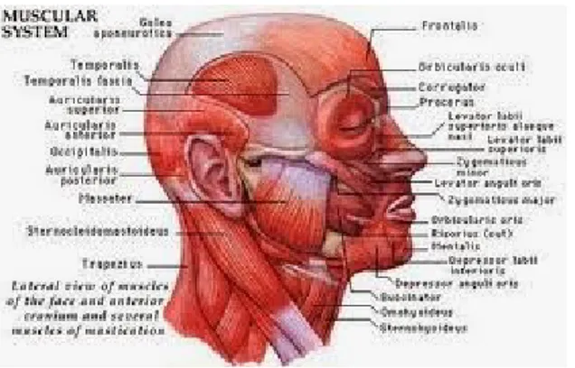 Gambar 2.1 : Otot Bagian Kepala Otot bagian kepala dibagi menjadi 5 bagian, yaitu: