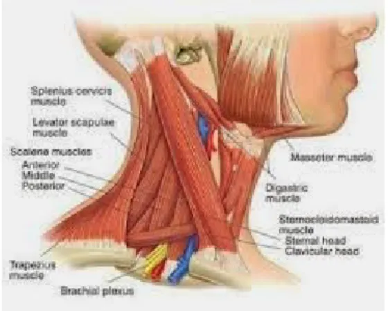 Gambar 2.2 : Otot Bagian Leher Otot bagian leher dibagi menjadi 3 bagian, yaitu: