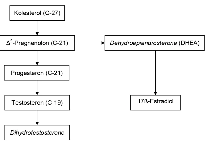 Gambar 5  Konversi kolesterol menjadi hormon kelamin  (Litwack dan Schmidt 2002) 