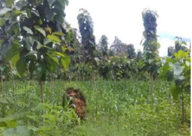 Gambar 3. Pola agroforestry 