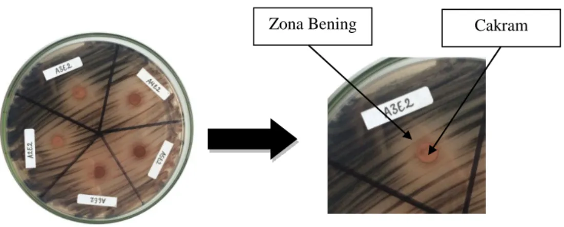 Gambar 1. Zona Hambat yang terbentuk pada Ekstrak Kayu Tumbuhan Biau Terhadap Bakteri  Salmonella typhi