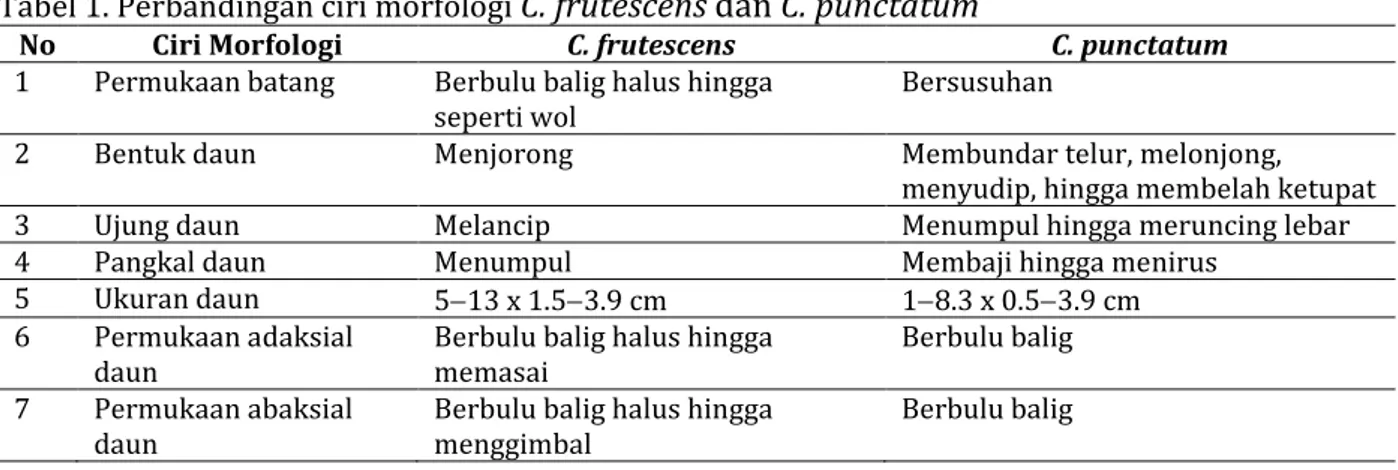 Tabel 1. Perbandingan ciri morfologi  C. frutescens dan C. punctatum
