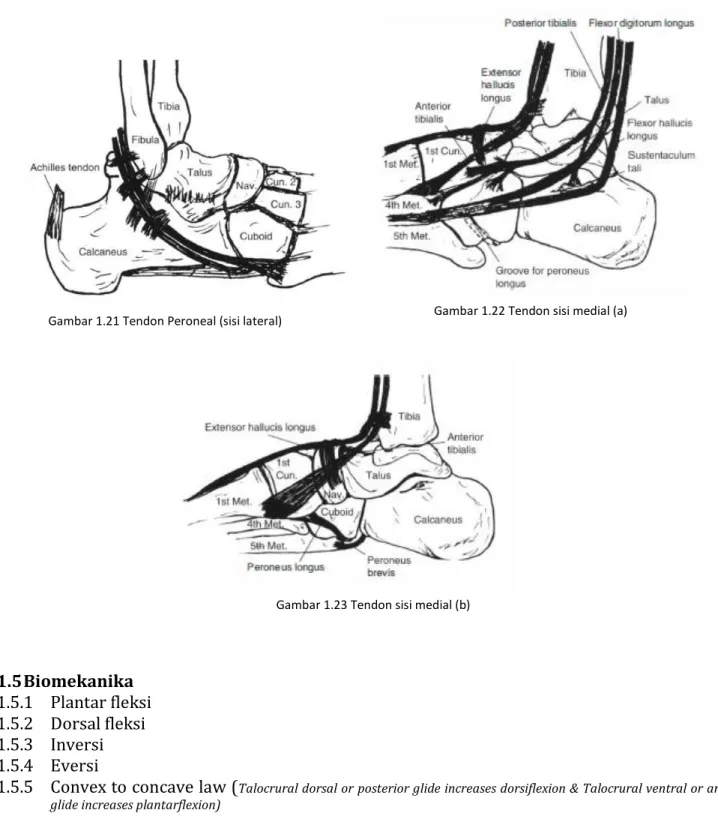 Gambar 1.23 Tendon sisi medial (b) 