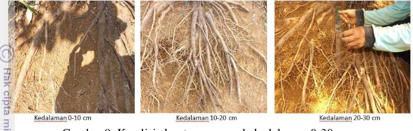 Gambar 9. Kondisi akar tanaman pada kedalaman 0-30 cm 