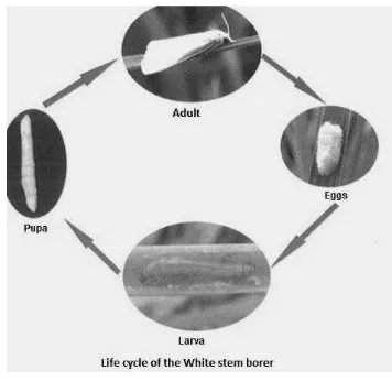 Figure 1      White stem borer lifecycle 