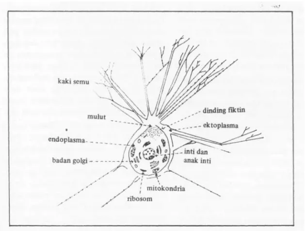 Gambar 2. Gambaran umum sel foraminifera pada waktu hidup (HAYNESS 1981). 