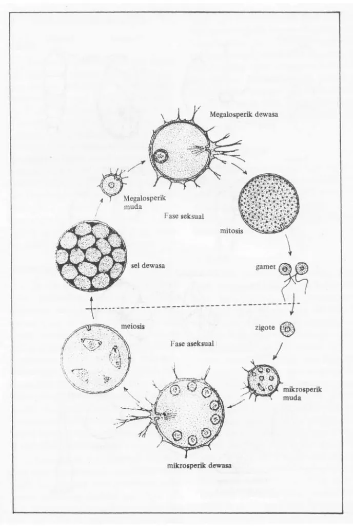 Gambar 3. Daur perkembangbiakan foraminifera (GRELL dalam HAYNESS 1981). 