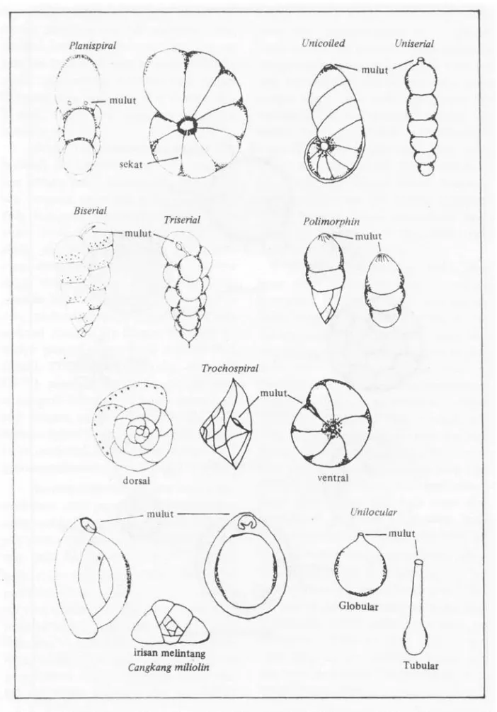 Gambar 4. Bentuk dan susunan kamar pada cangkang multilokular (HAYNESS 1981). 