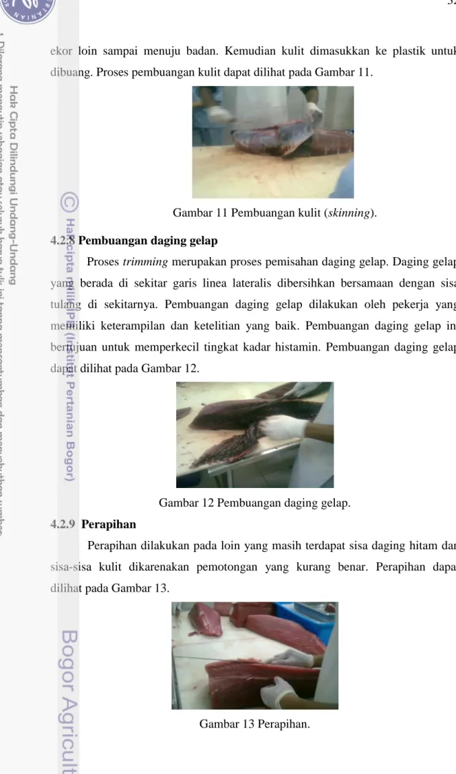 Gambar 12 Pembuangan daging gelap. 