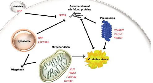 Gambar 1. Peran genetik terhadap patogenesis penyakit Parkinson di tingkat seluler 6