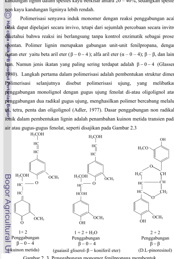 Gambar 2. 3  Penggabungan monomer fenilpropana membentuk      polimer fenilpropana (Adler, 1977)