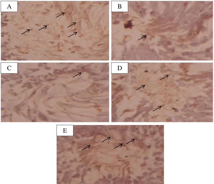 Gambar 1. Gambaran ekspresi protamineakan tampak berwarna coklat di dalam kepala spermatozoa  pada kauda duktus epididimis