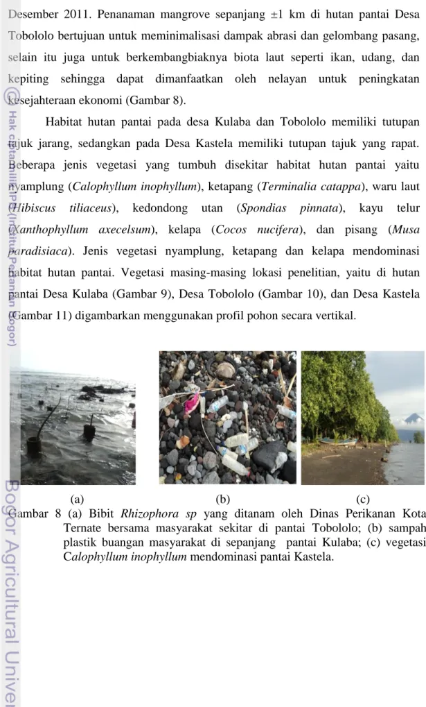 Gambar  8  (a)  Bibit  Rhizophora  sp  yang  ditanam  oleh  Dinas  Perikanan  Kota  Ternate  bersama  masyarakat  sekitar  di  pantai  Tobololo;  (b)  sampah  plastik  buangan  masyarakat  di  sepanjang    pantai  Kulaba;  (c)  vegetasi  Calophyllum inophy