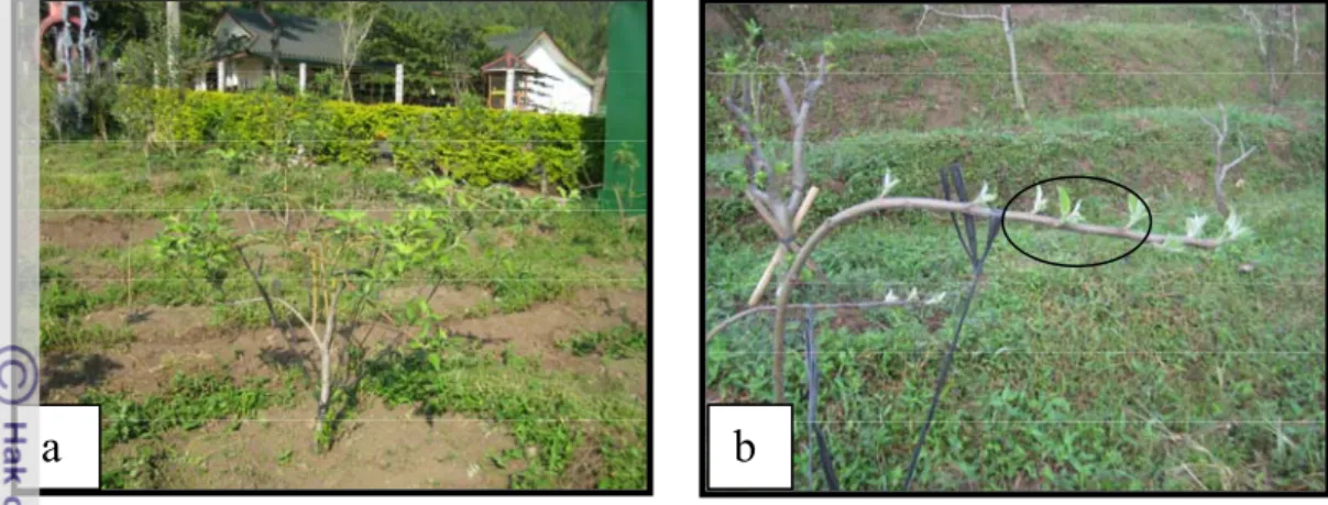 Gambar 1. Pelengkungan Cabang Apel; (a) Pohon Apel yang Dilengkung,          (b) Tunas Lateral pada Cabang 