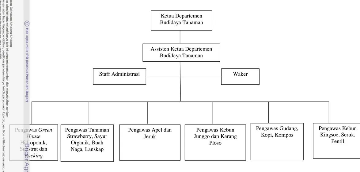 Gambar 2. Struktur Organisasi Departemen Budidaya Tanaman TahunanKetua Departemen 