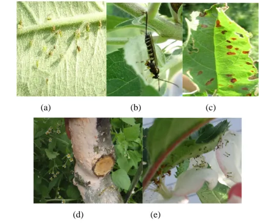 Gambar 6. Hama dan Penyakit apel:(a) Kutu hijau (Aphis porni), (b) Lalat  buah  (Rhogoletis  pomonella),  (c)Bercak  daun,  (d)kanker  batang, (e)Ulat grayak