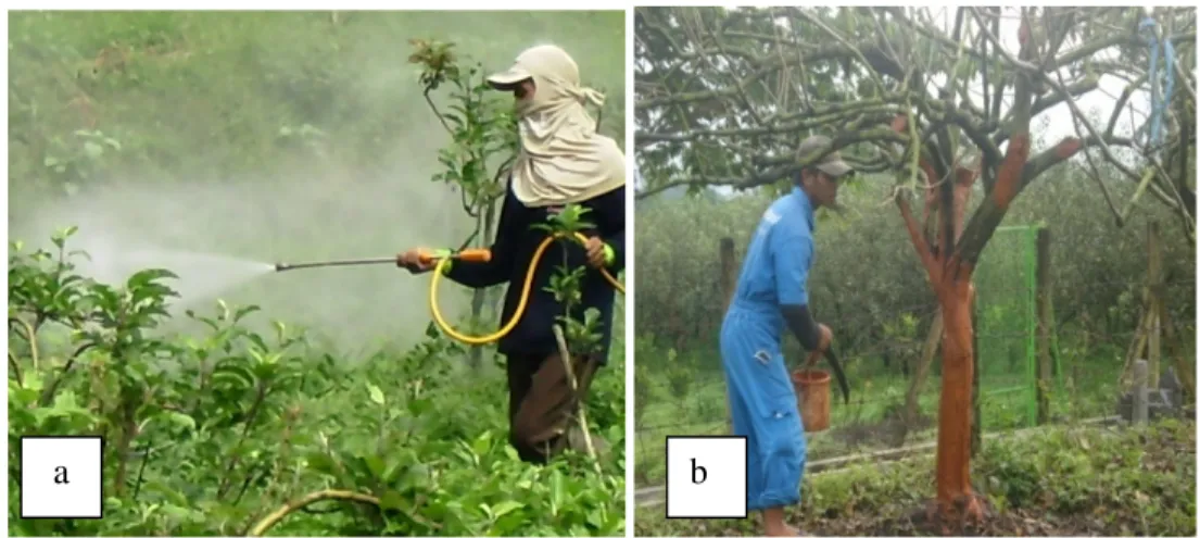 Gambar  5.  Kegiatan  PHPT  di  PT.  Kusuma  Agrowisata:  a)  Penyemprotan  Pestisida, b) Pengolesan Fungsida 