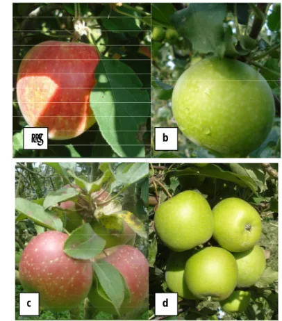 Gambar 1 menunjukkan jenis varietas apel yang ditanam di PT. Kusuma Agrowisata. 