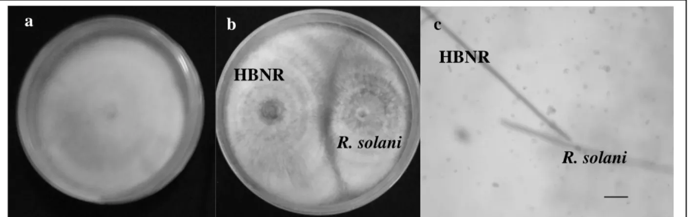 Gambar 1. a) Isolat HBNR berumur 4 hari; b) uji antagonistik HBNR terhadap R. solani in vitro (pengamatan hari ke- ke-4), (c) uji antagonistik HBNR terhadap R