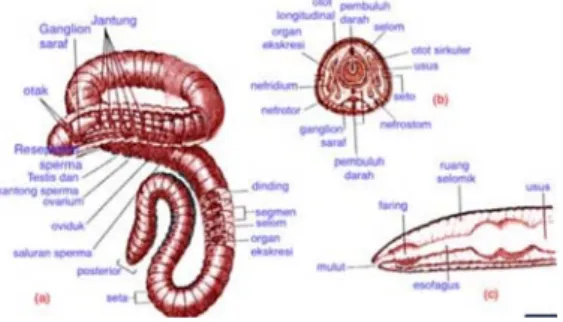 Gambar 22.  Morfologi cacing tanah secara umum (Jayanthi 2013) 