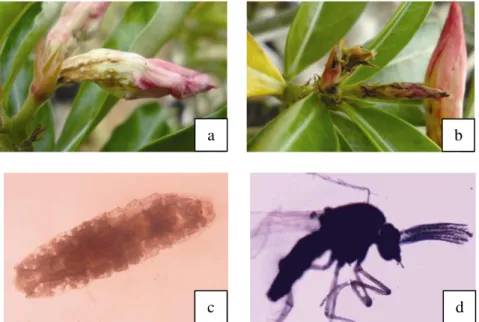 Gambar  5.  Serangan  Hama  Fungus  gnat:  a.  Bunga  Tumbuh  Abnormal,  b.  Bunga  Layu/Gosong,  c