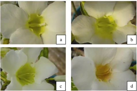 Gambar  9.  Filamen  Bunga  Adenium  var.  Qyu-Qyu:  a.  Umur  Bunga 0-1 HSA, b. Umur Bunga 2-3 HSA, c