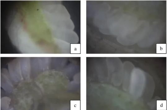 Gambar 11. Penampang Ovul: a dan b. Penampang Membujur (Perbesaran  50x), c dan d. Penampang Melintang (Perbesaran 50x) 