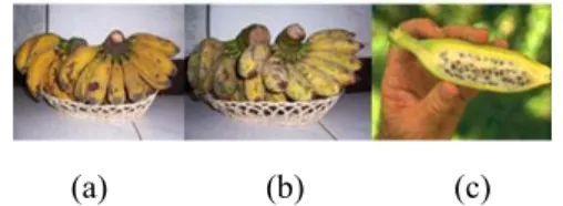 Gambar 1  Profil buah pisang raja (a), pisang  siam (b), dan pisang batu (c). 