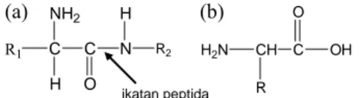 Gambar 2 Bentuk ikatan peptida dalam pro- pro-tein (a) dan kerangka umum asam  amino (b)