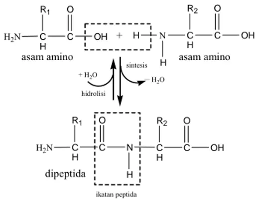 Gambar  4  Sintesis dan hidrolisis suatu  dipeptida. 