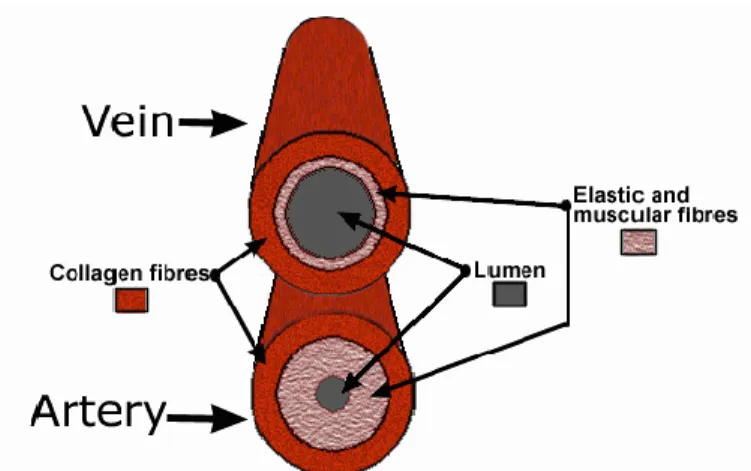 Gambar 2.1. Perbedaan pembuluh darah arteri dengan vena 