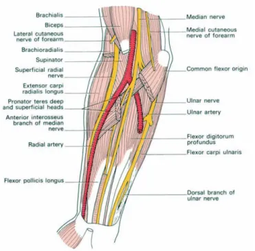 Gambar 2.3. letak anatomi arteri radialis 