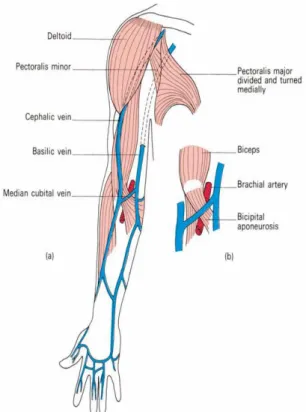 Gambar 2.4. Anatomi vena cephalica 
