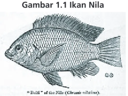 Gambar 1.1 Ikan Nila