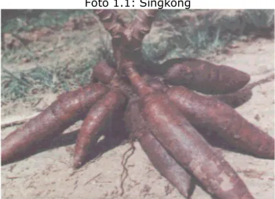 Foto 1.1: Singkong 