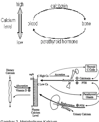 Gambar 2. Metabolisme Kalsium 