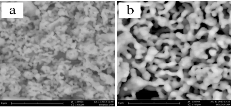 Fig. 4.  Microstructure of porous TCP stirred 3 hours (a) 1000˚C (b) 1100˚C    