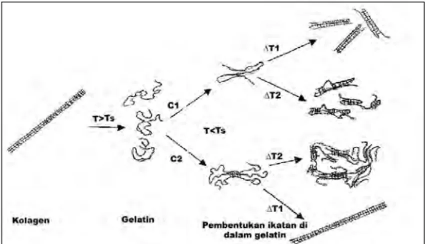 Gambar 2. Perubahan kolagen menjadi gelatin (Belitz dan Grosch, 1999) 