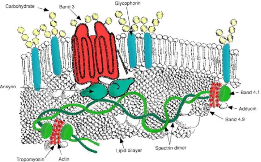 Gambar 3. Membran sel darah merah  Sumber: Turgeon ML 21