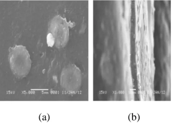 Gambar  foto  hasil  SEM  membran  kitosan-silika dapat dilihat pada Gambar  3 dibawah ini: 