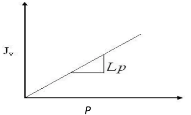 Gambar 2.10 Grafik penentuan nilai permeabilitas (Lp) Jv = V 