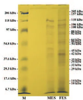 Gambar 2. Hasil Western Blotting (M = marka protein;  1, 4 = serum anjing tidak terinfeksi D