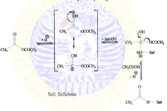 Gambar 2.6 Mekanisme reaksi asetilasi selulosa