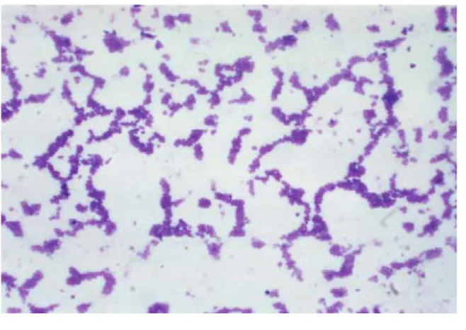 Gambar mikroskopik bakteri S. aureus. terpapar pada Gambar 1 di bawah  ini. 