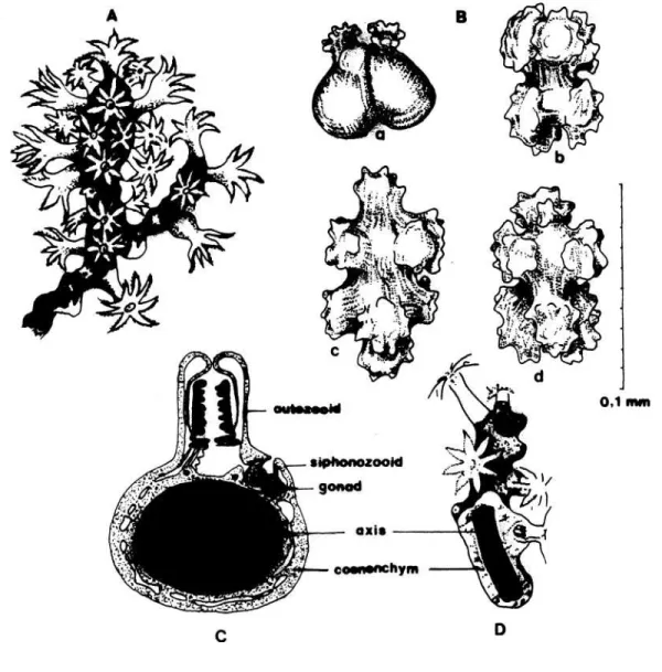 Gambar 1. Koloni dan spikula Corallium spp.: