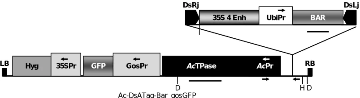 Gambar 1.  Vektor penanda aktivasi berdasar transposon yang mengandung dua elemen, Ac dan Ds, pada daerah T-DNA-nya