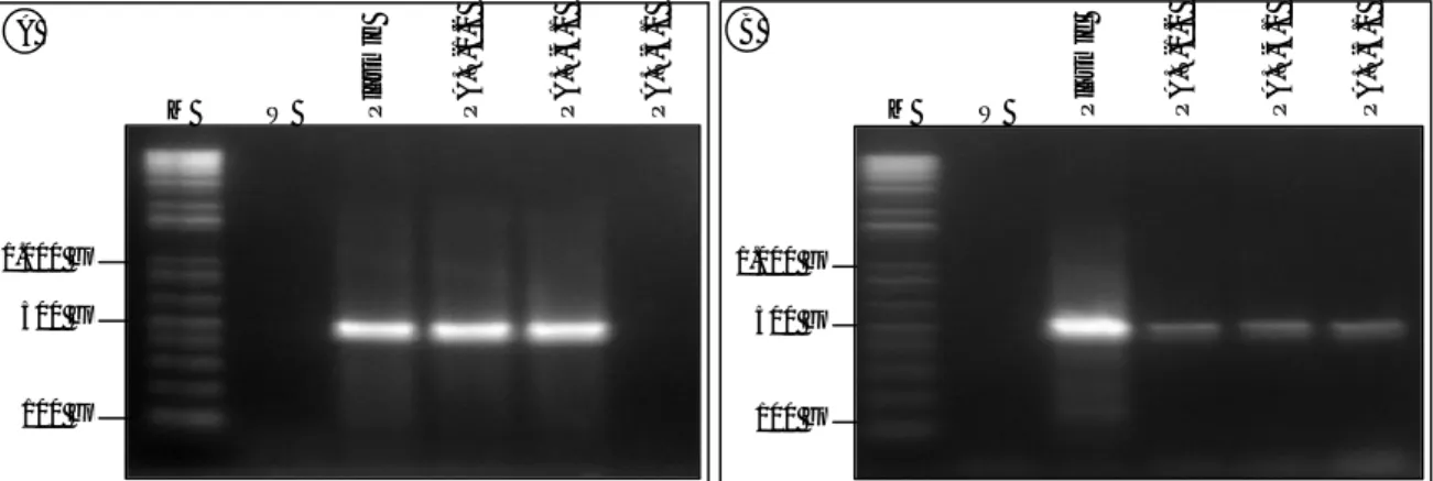 Gambar 3.  Hasil amplifikasi PCR pada tiga padi transgenik penanda aktivasi menggunakan primer gen hptII (A) dan bar (B), M = 1 kb plus DNA  ladder (Invitrogen), W = air