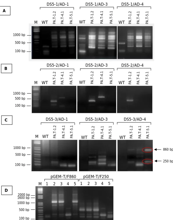 Gambar 4.  Hasil  analisis  TAIL-PCR  menggunakan  primer  DS-5  dan  AD  pada  galur-galur  padi  transgenik  penanda  aktivasi  terkait  dengan  sifat  toleransi  kekeringan