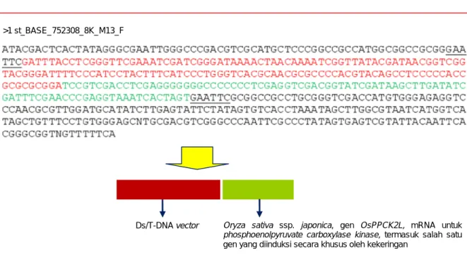 Gambar 6.  Hasil blasting sekuen DNA dari fragmen amplikon DS5-3/AD-3 berukuran sekitar 250 bp dari padi transgenik penanda  aktivasi terkait dengan sifat toleransi terhadap kekeringan